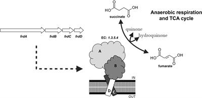 Mycobacterium tuberculosis and M. bovis BCG Moreau Fumarate Reductase Operons Produce Different Polypeptides That May Be Related to Non-canonical Functions